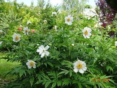 Early Windflower