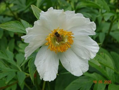 Early Windflower