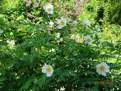 Early Windflower