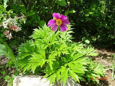 paeonia veitchi var. woodwardii