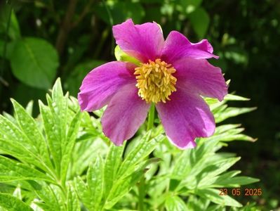 paeonia veitchi var. woodwardii