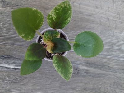 15 lei