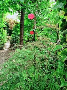 Rosarium Uetersen