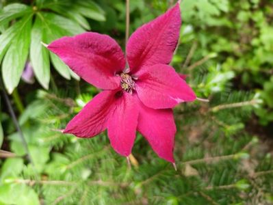 Clematis