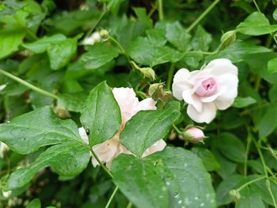 Pauls Himalayan Musk