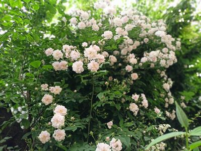 Pauls Himalayan Musk