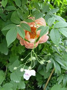 Coral Charm și Pauls Himalayan Musk