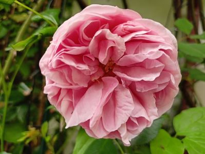 Giardina
