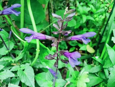 Salvia Salgoon Lake Blueberry