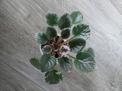 25 lei rezervat