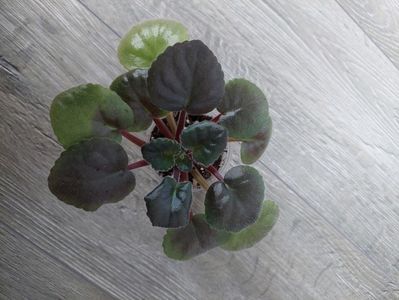 25 lei rezervat