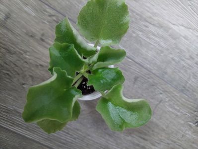 18 lei rezervat