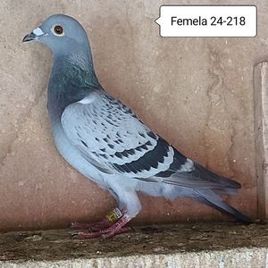 Femela 24-218