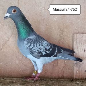 Mascul 24-752