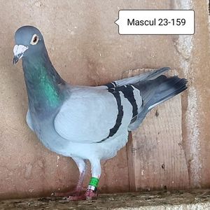 Mascul 23-159