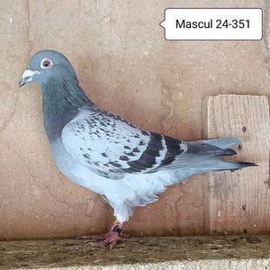 Mascul 24-351