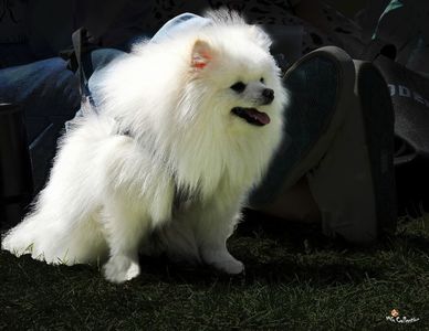 Doggie 4a 