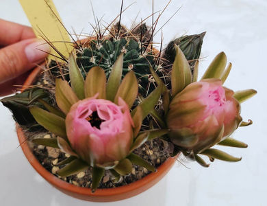 Lobivia jajoiana anemone