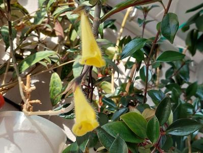 Nematanthus Flumiensis (29-05-2025)