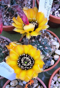 Lobivia jajoiana glauca