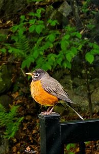 Merle d'Amérique (American Robin) 