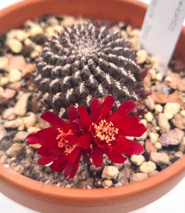 Sulcorebutia santiaginiensis horacekii MS0440