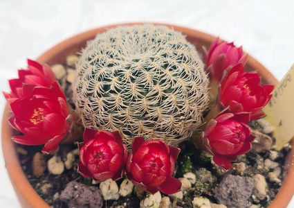 Sulcorebutia vasqueziana ssp alba
