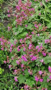 Geranium de gradina