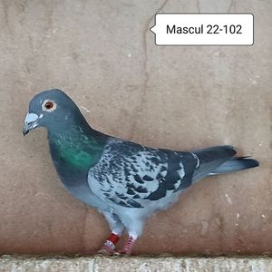 Mascul 22-102....-10 lei