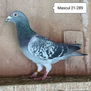 Mascul 21-289