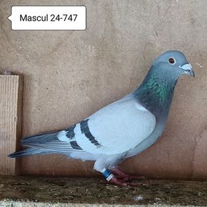 Mascul 24-747