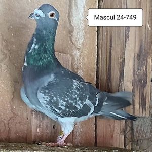 Mascul 24-749....-10 lei