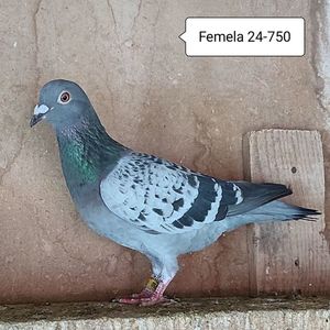 Femela 24-750