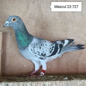 Mascul 22-727