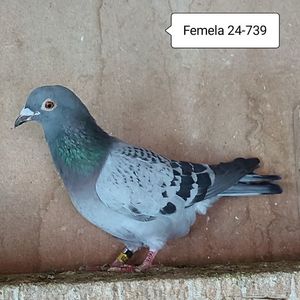 Femela 24-739