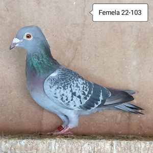 Femela 22-103....-15 lei