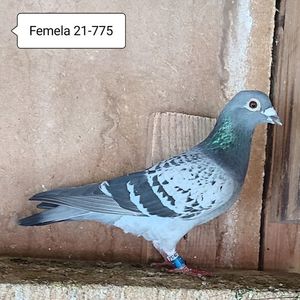 Femela 21-775