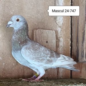 Mascul 24-747