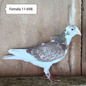 Femela 11-698