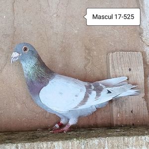Mascul 17-525....-15 lei