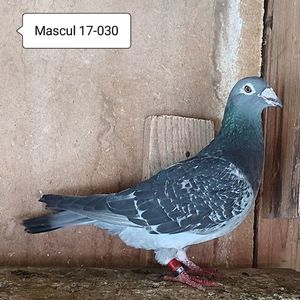 Mascul 17-030