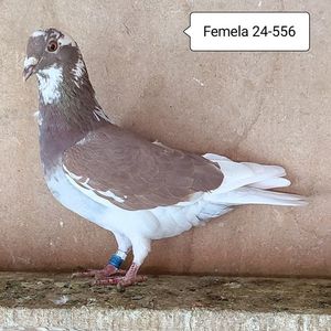 Femela 24-556....-15 lei
