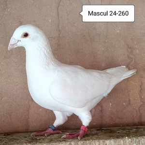 Mascul 24-260....-15 lei
