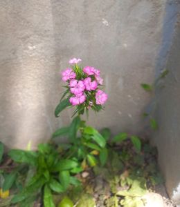 Garofite turcesti