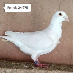Femela 24-275