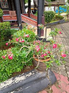 IMG20250519113913