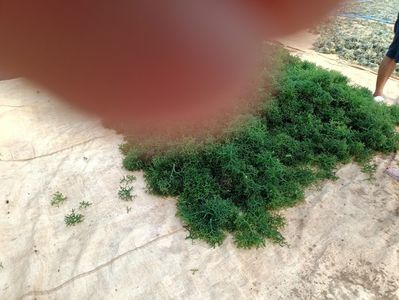 IMG20250526091412