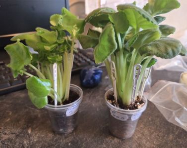RS-Ghertsoghinya RS-Duchess  30, 40 ron starter