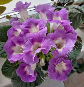 Sinningia Luci s Secret Name