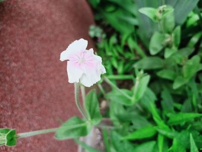 Lychnis coronaria "Oculata"